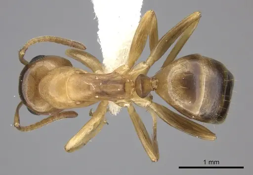 Colobopsis abdita - JTLC000007275