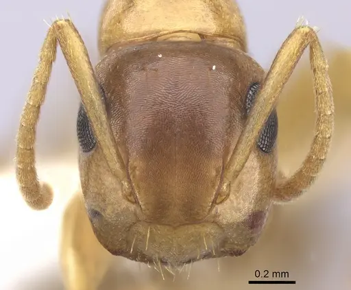 Colobopsis abdita - JTLC000007275