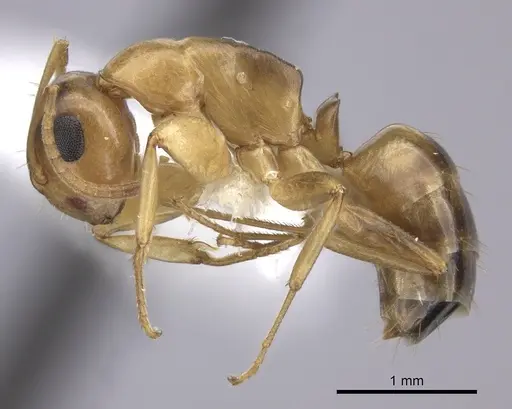 Colobopsis abdita - JTLC000007275