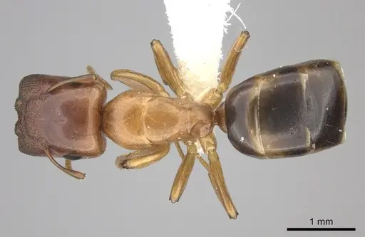 Colobopsis abdita - JTLC000007276