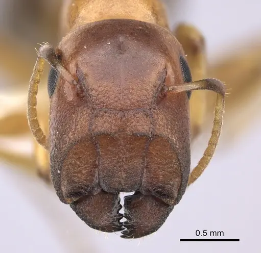 Colobopsis abdita - JTLC000007276