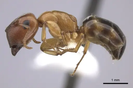 Colobopsis abdita - JTLC000007276