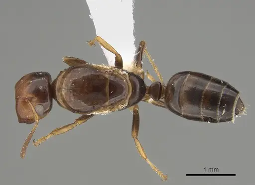 Colobopsis anderseni specimen