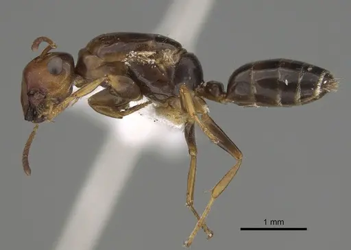 Colobopsis anderseni specimen
