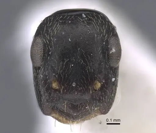 Colobopsis aruensis specimen