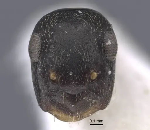 Colobopsis aruensis specimen