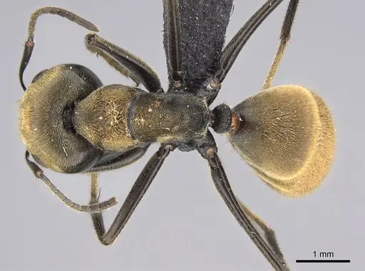 Colobopsis aurata specimen