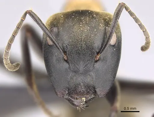 Colobopsis aurata specimen