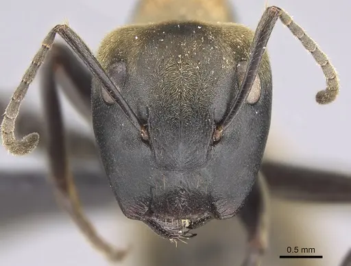 Colobopsis aurata specimen