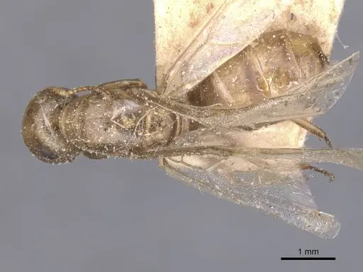 Colobopsis brachycephala specimen