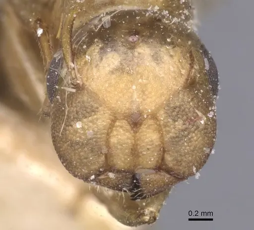 Colobopsis brachycephala specimen