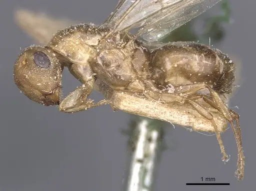Colobopsis brachycephala specimen