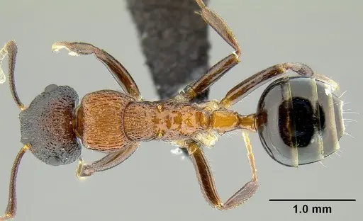 Colobopsis bryani specimen