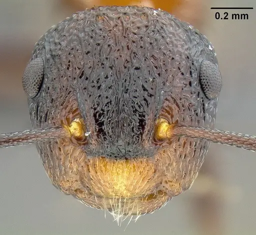 Colobopsis bryani specimen