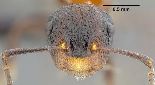 Colobopsis bryani specimen