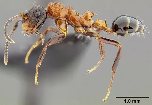 Colobopsis bryani - CASENT0171158