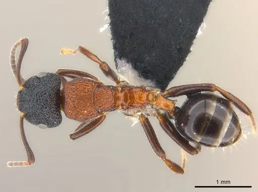 Colobopsis bryani - CASENT0177653