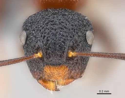 Colobopsis bryani - CASENT0177653