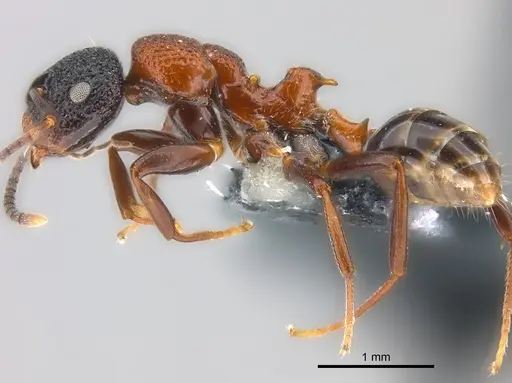 Colobopsis bryani - CASENT0177653