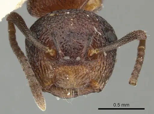 Colobopsis bryani - CASENT0249095