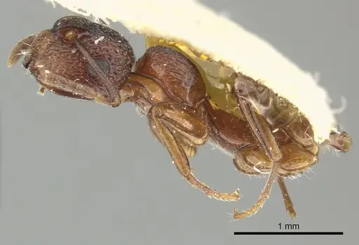 Colobopsis bryani - CASENT0249095