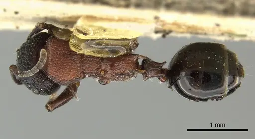 Colobopsis bryani - CASENT0249096