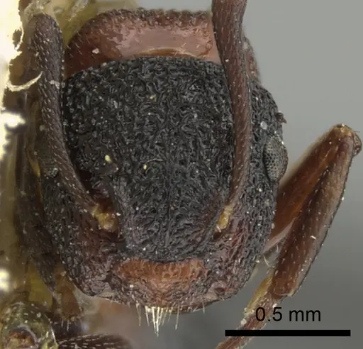 Colobopsis bryani - CASENT0249096