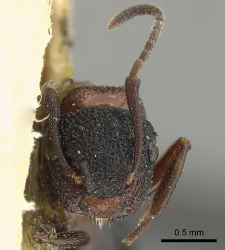 Colobopsis bryani - CASENT0249096