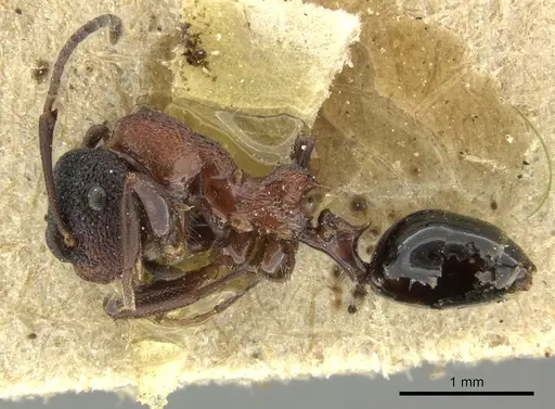 Colobopsis bryani - CASENT0249096