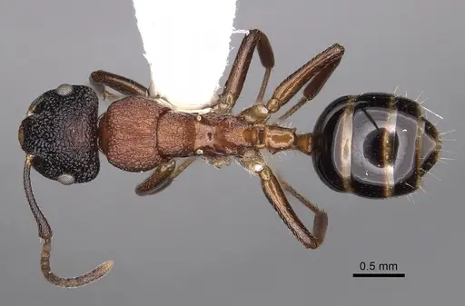 Colobopsis bryani - CASENT0280258