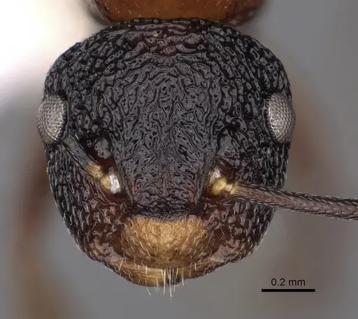 Colobopsis bryani - CASENT0280258