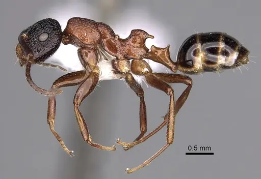 Colobopsis bryani - CASENT0280258