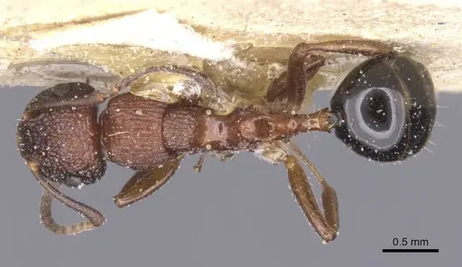 Colobopsis bryani - CASENT0911624