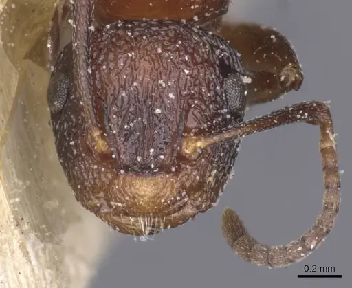 Colobopsis bryani - CASENT0911624