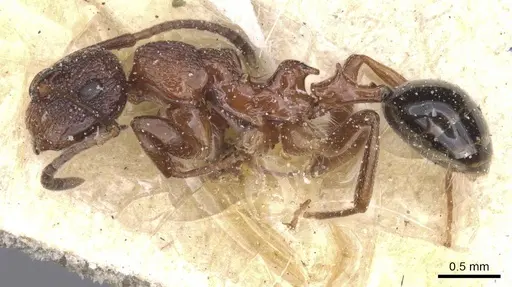 Colobopsis bryani - CASENT0911624