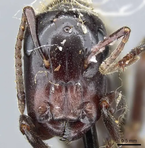 Colobopsis calva specimen