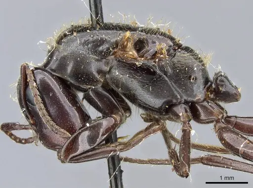 Colobopsis calva specimen