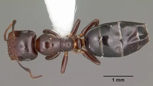 Colobopsis cerberula specimen