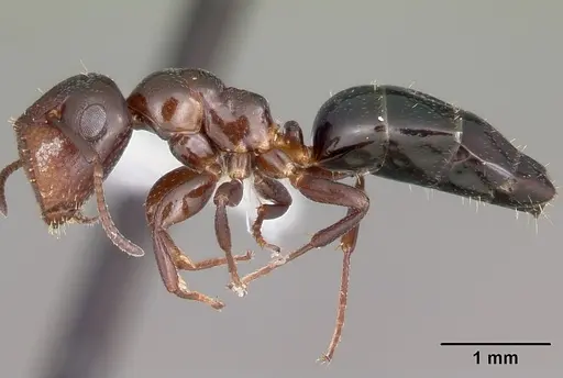 Colobopsis cerberula specimen