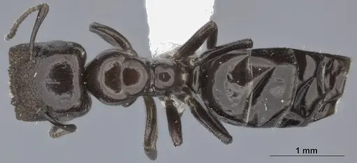 Colobopsis cerberula - CASENT0246000