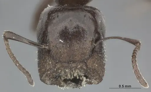 Colobopsis cerberula - CASENT0246000