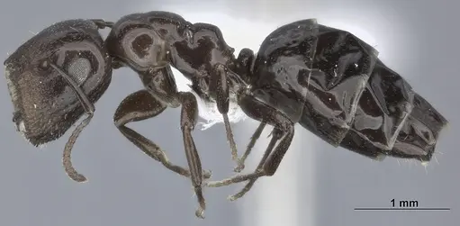 Colobopsis cerberula - CASENT0246000