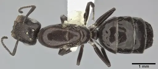 Colobopsis cerberula - CASENT0246634