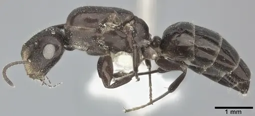 Colobopsis cerberula - CASENT0246634