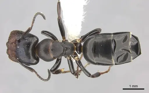 Colobopsis cerberula - CASENT0619262