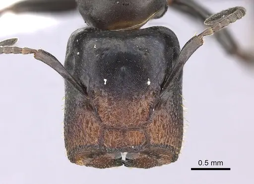 Colobopsis cerberula - CASENT0619262