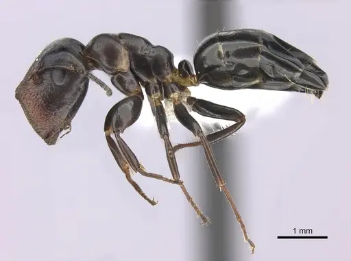 Colobopsis cerberula - CASENT0619262