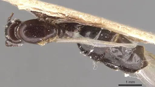 Colobopsis cerberula - CASENT0905472