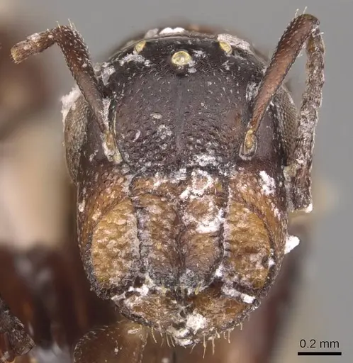 Colobopsis cerberula - CASENT0905472