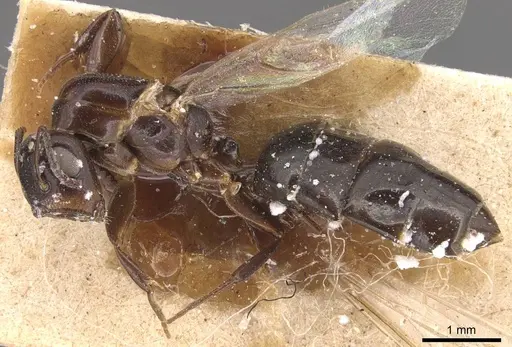 Colobopsis cerberula - CASENT0905472